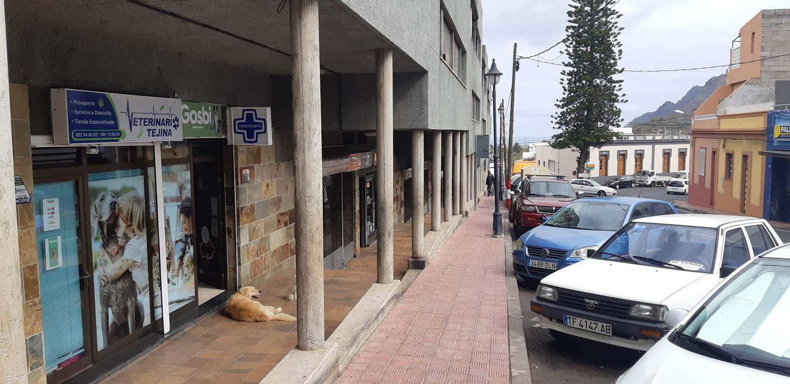 veterinario tejina veterinario centro en tejina en santa cruz de tenerife principalImage ADOPTA Sitios Pet Friendly