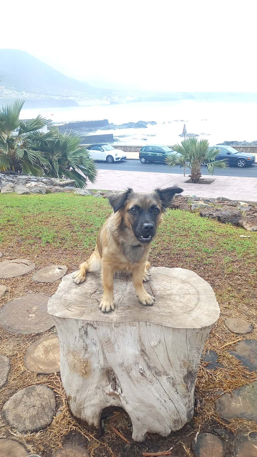 Veterinario Tejina Centro Perenquén.