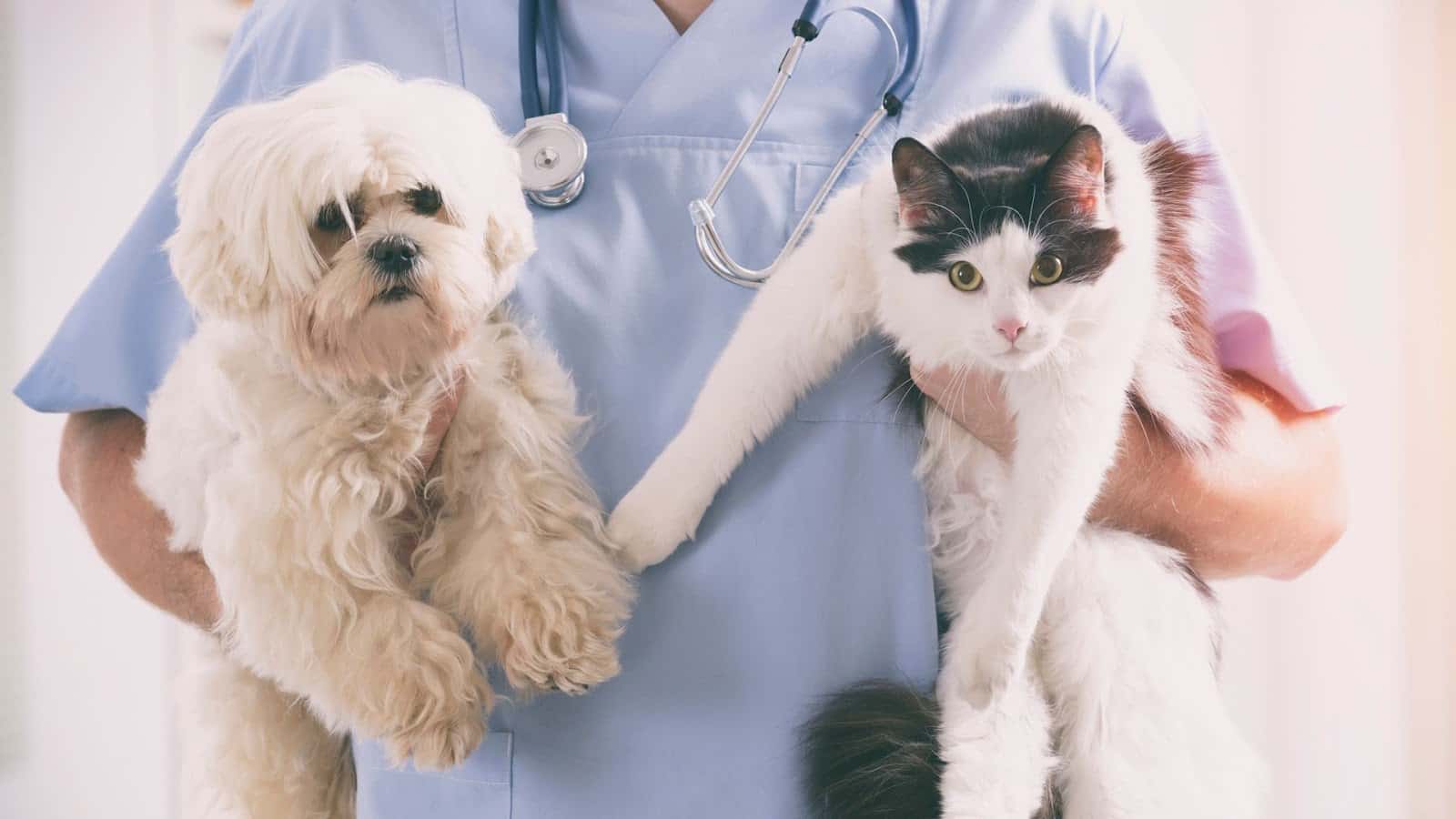 Clínica Veterinaria 3 de Mayo