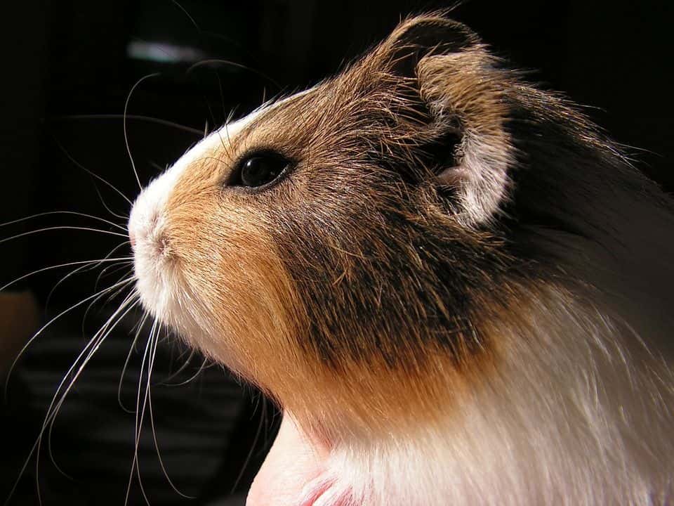 Clínica Veterinaria 3 de Mayo