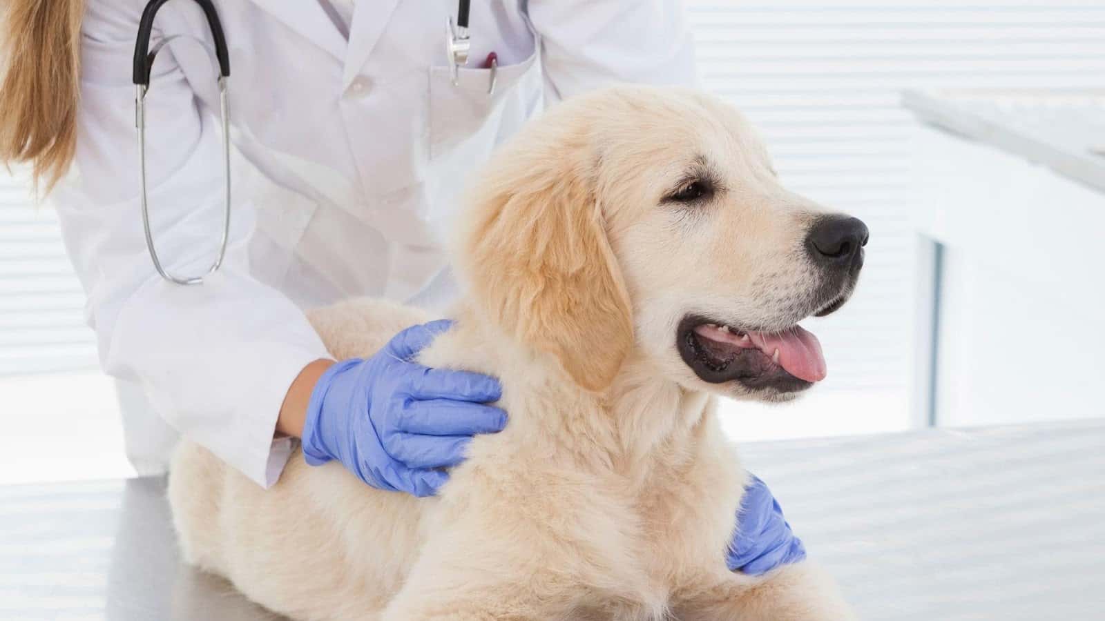 clinica veterinaria 3 de mayo veterinario clinica en los realejos en santa cruz de tenerife principalImage ADOPTA Sitios Pet Friendly