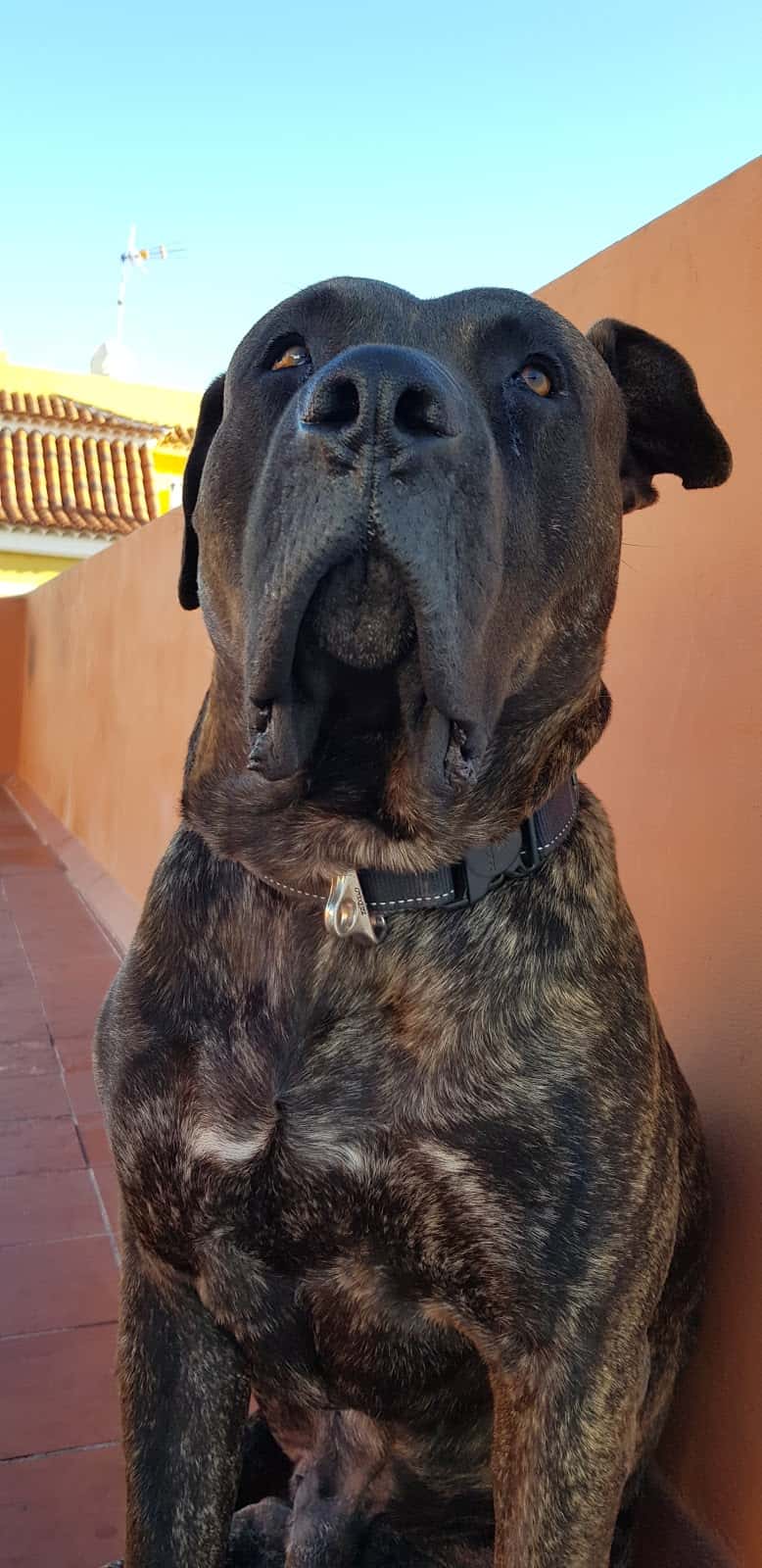 Clinica Veterinaria Taco Tenerife