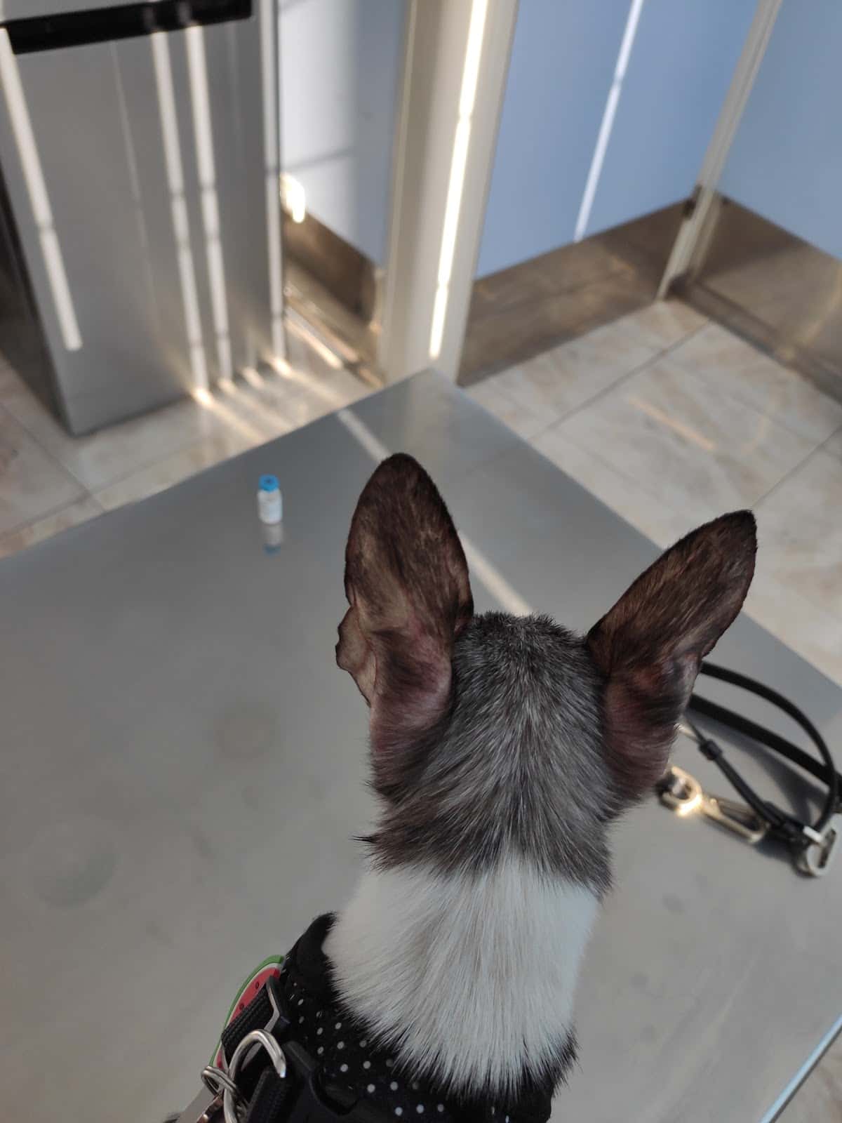 Clinica Veterinaria Taco Tenerife