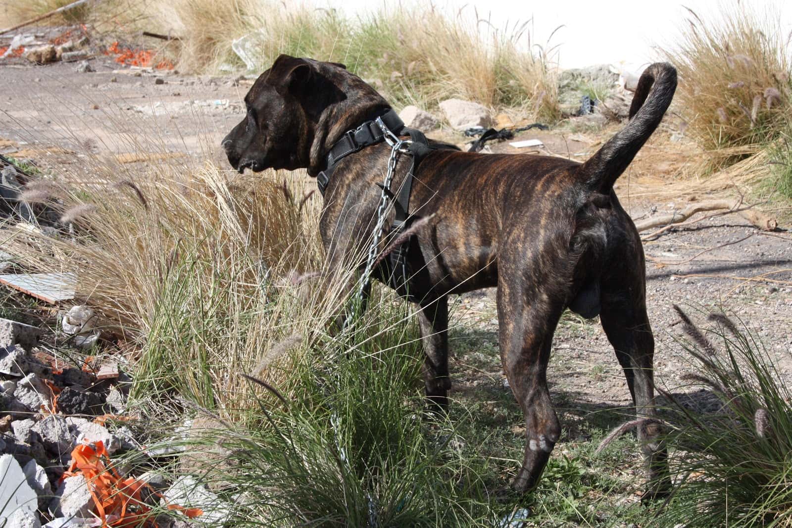 Clinica Veterinaria Taco Tenerife