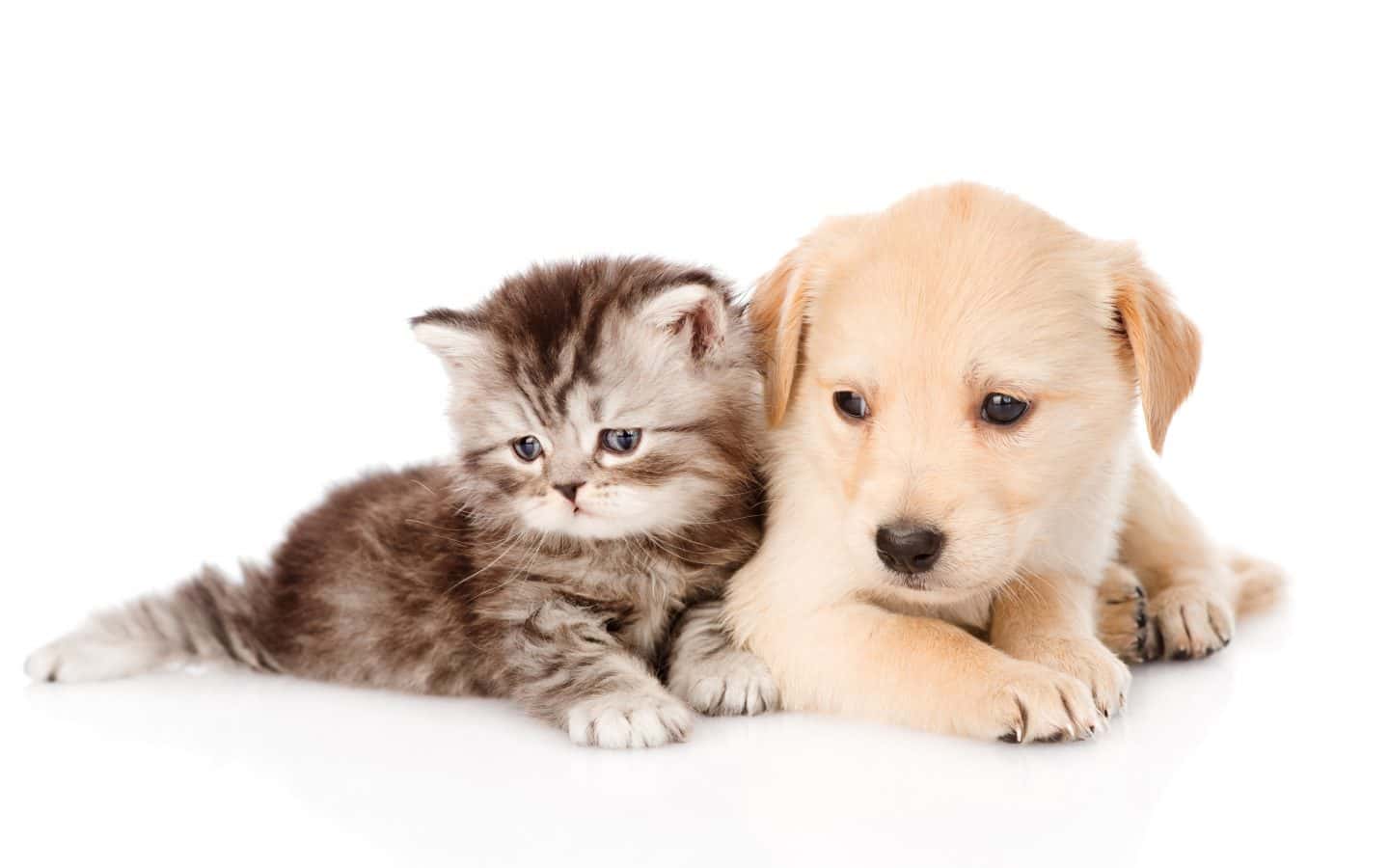 veterinaria la recova veterinario centro barrio santa cruz de tenerife en santa cruz de tenerife en santa cruz de tenerife principalImage ADOPTA Sitios Pet Friendly