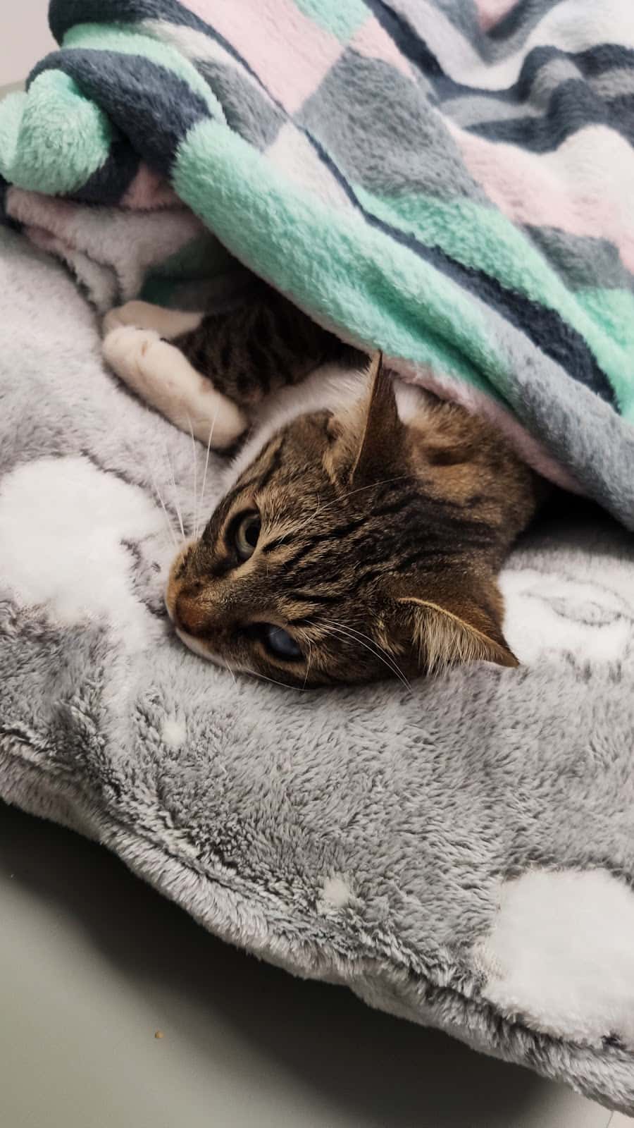 La Clinicat