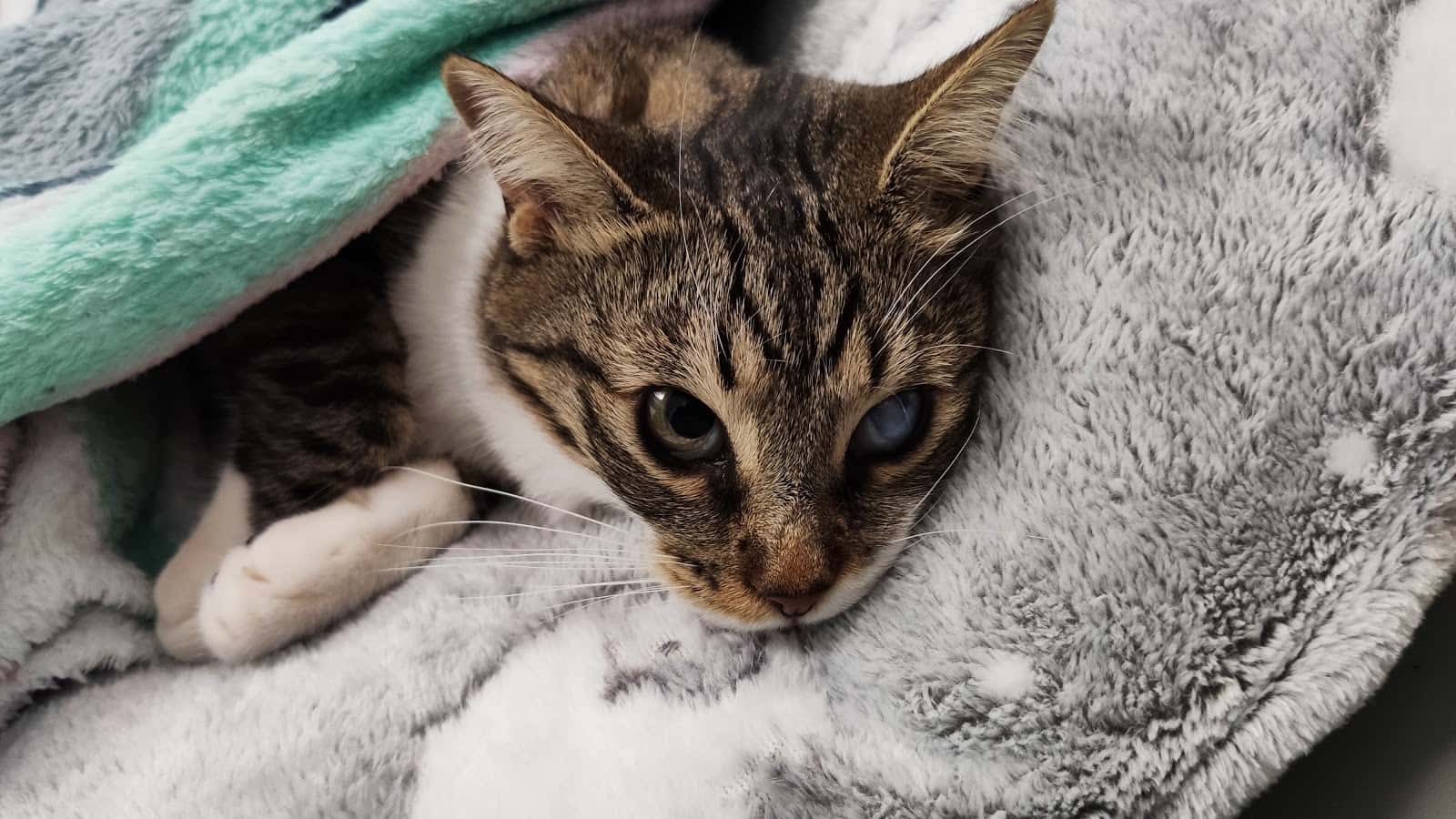 La Clinicat