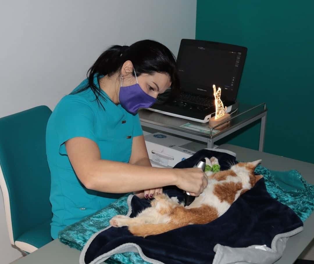 la clinicat veterinario clinica en la laguna en santa cruz de tenerife principalImage ADOPTA Sitios Pet Friendly