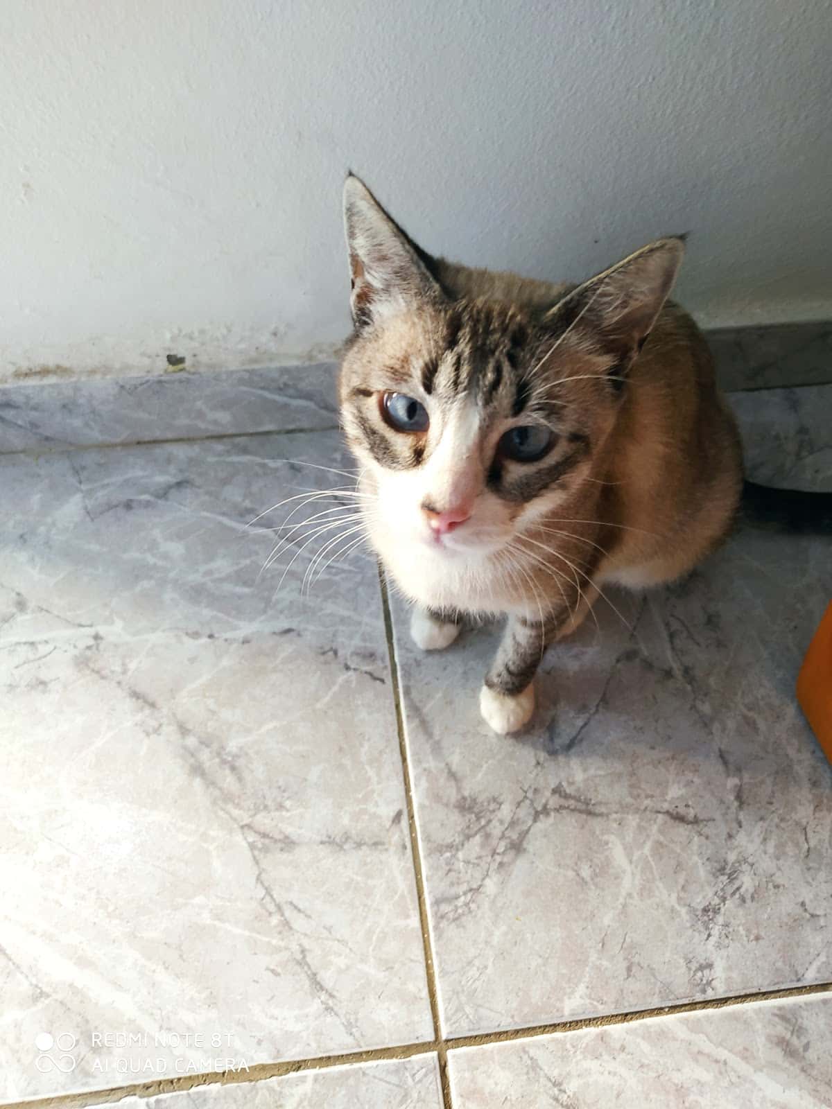 Clínica Veterinaria El Drago