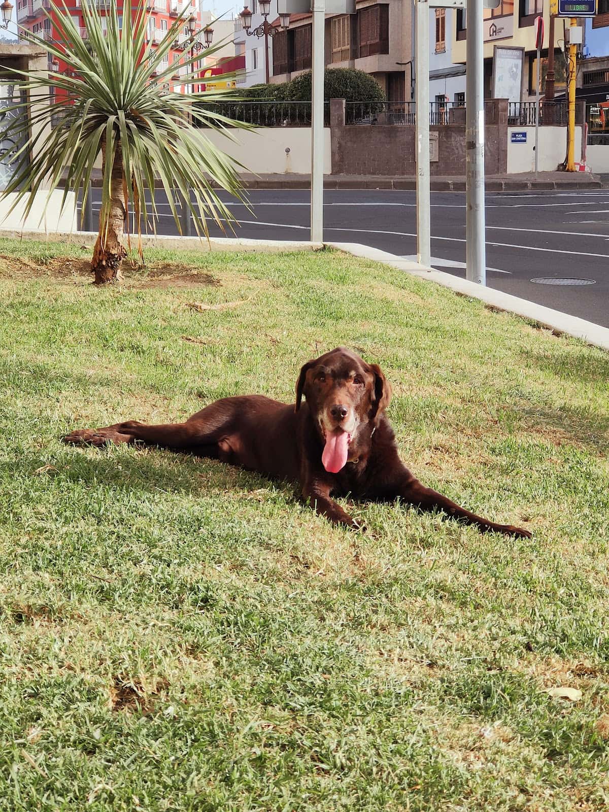 Clínica Veterinaria San Cristóbal