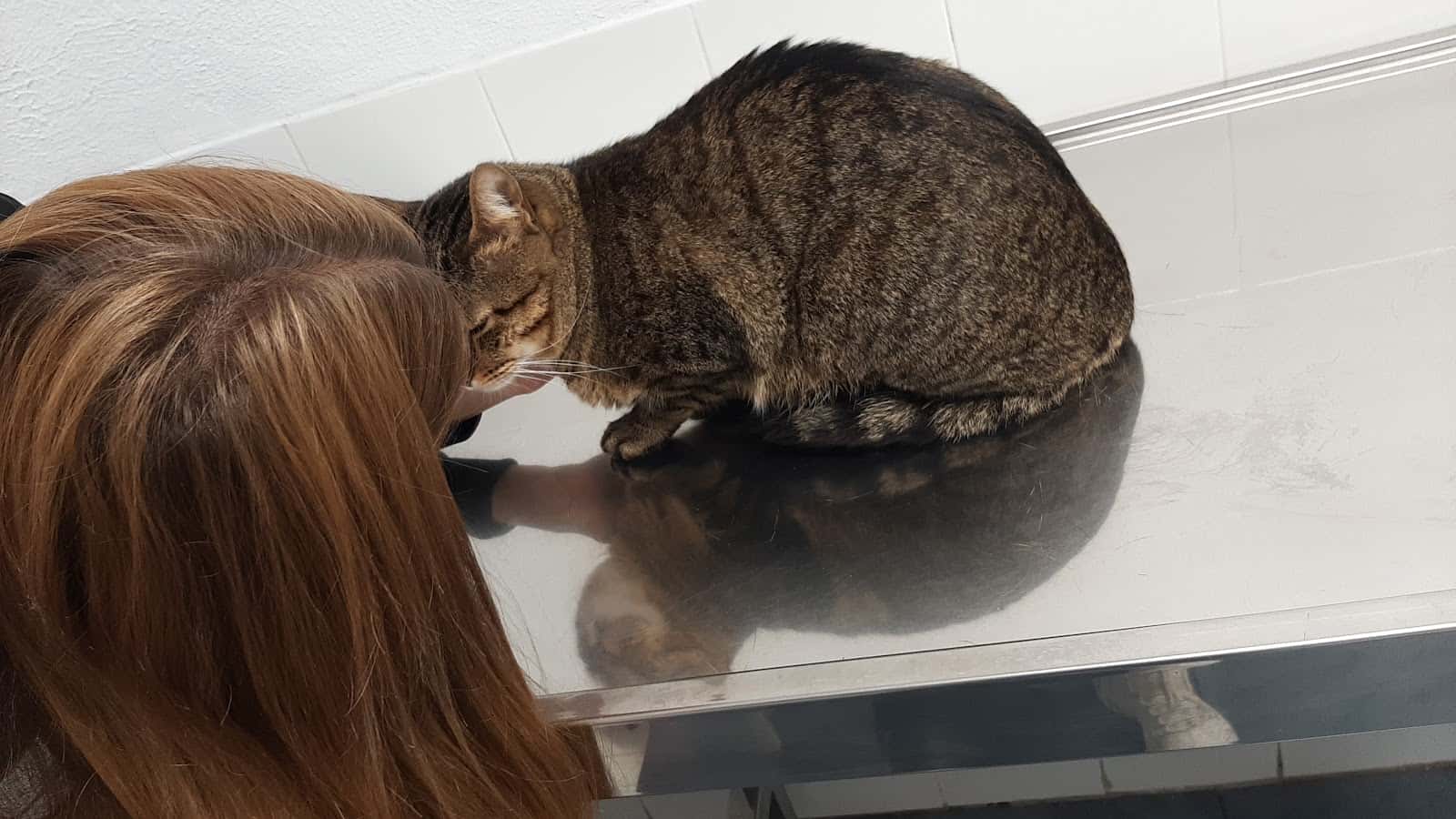 Clínica Veterinaria San Cristóbal