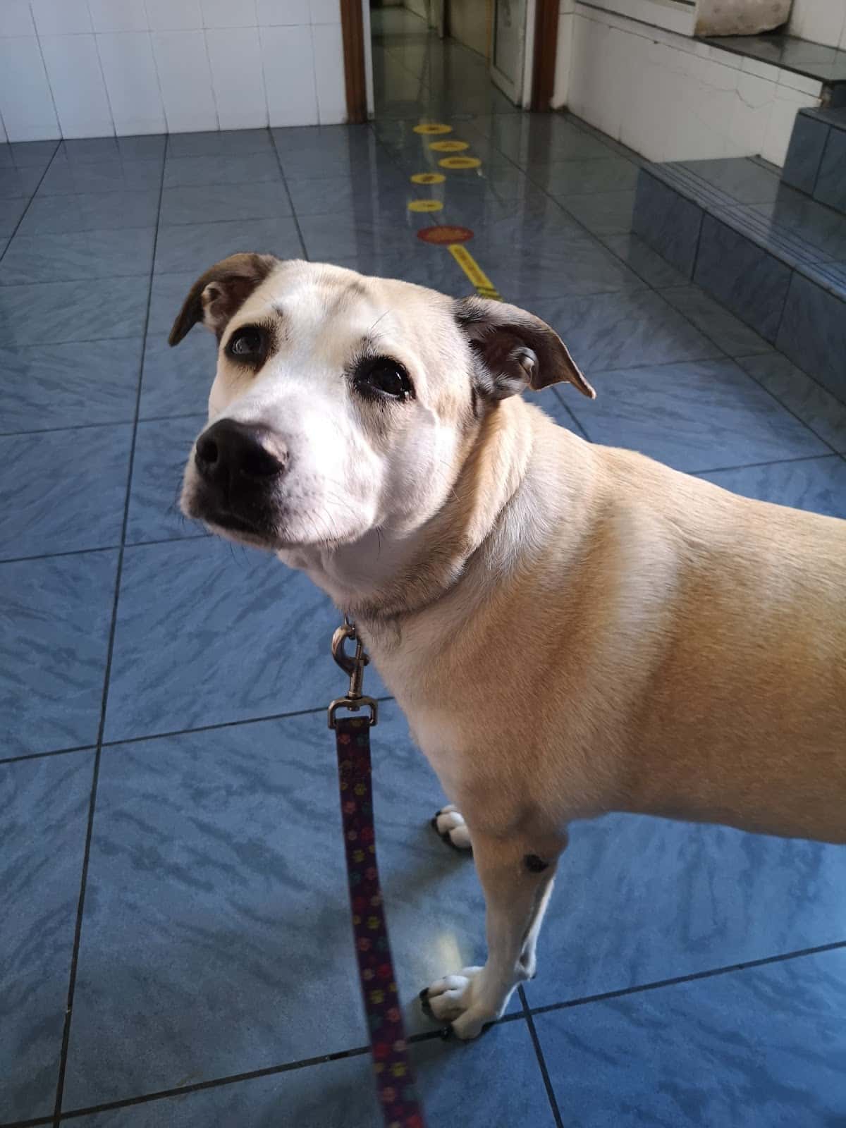 Clínica Veterinaria San Cristóbal