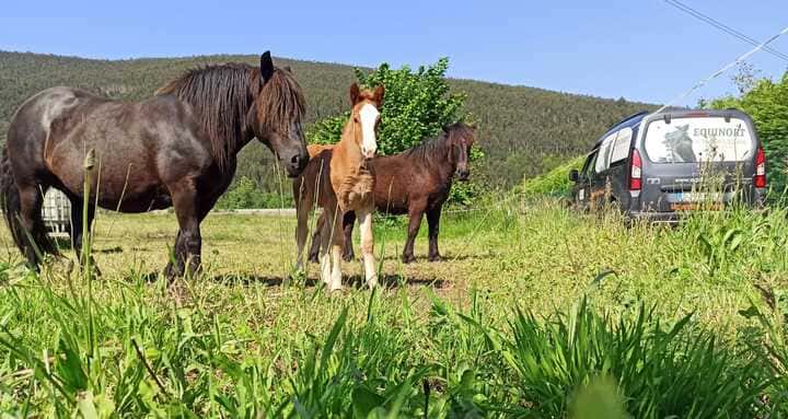EQUINORT Veterinarios Equinos