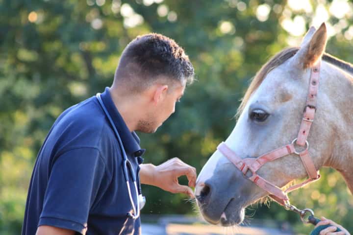 EQUINORT Veterinarios Equinos