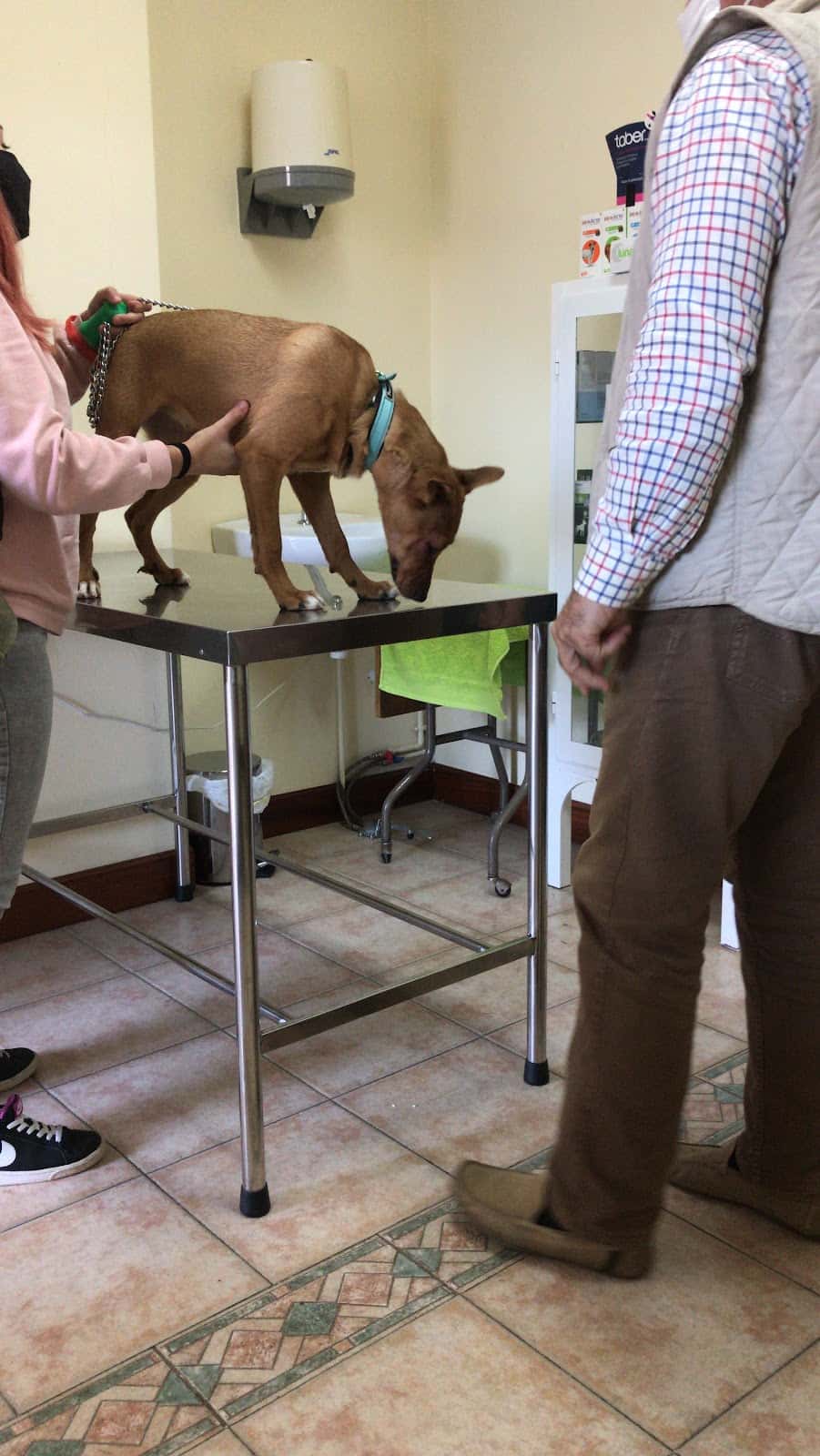 Consultorio Veterinario Jesús Castillo Llama