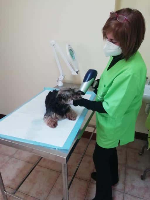 Consultorio Veterinario Jesús Castillo Llama