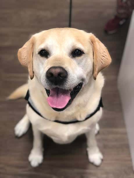 Clínica Veterinaria Somo (Urgencias 722614410)