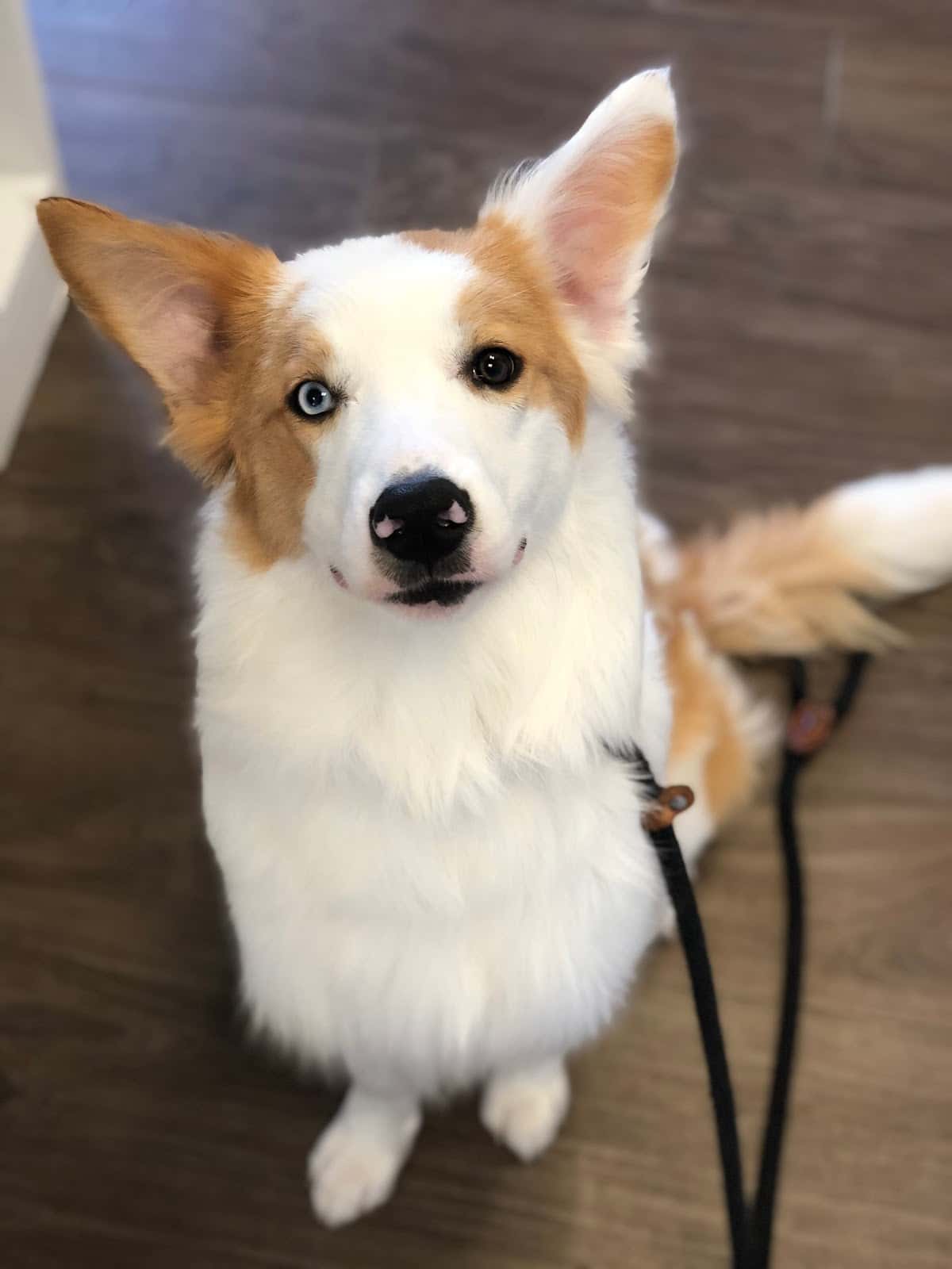 Clínica Veterinaria Somo (Urgencias 722614410)