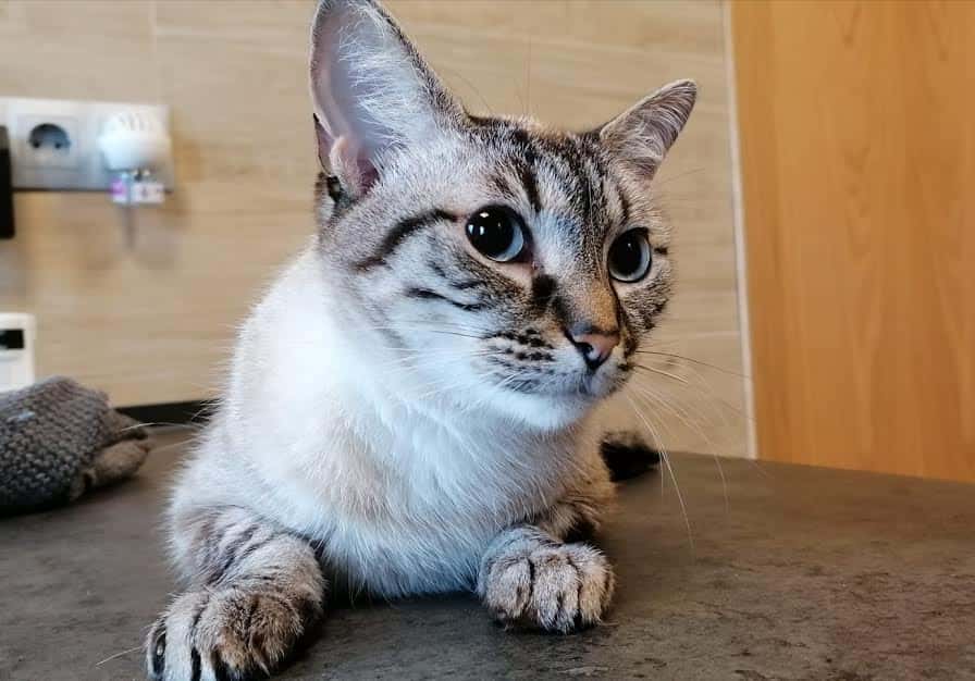 Centro Felino Cantabria (Urgencias 722614410)