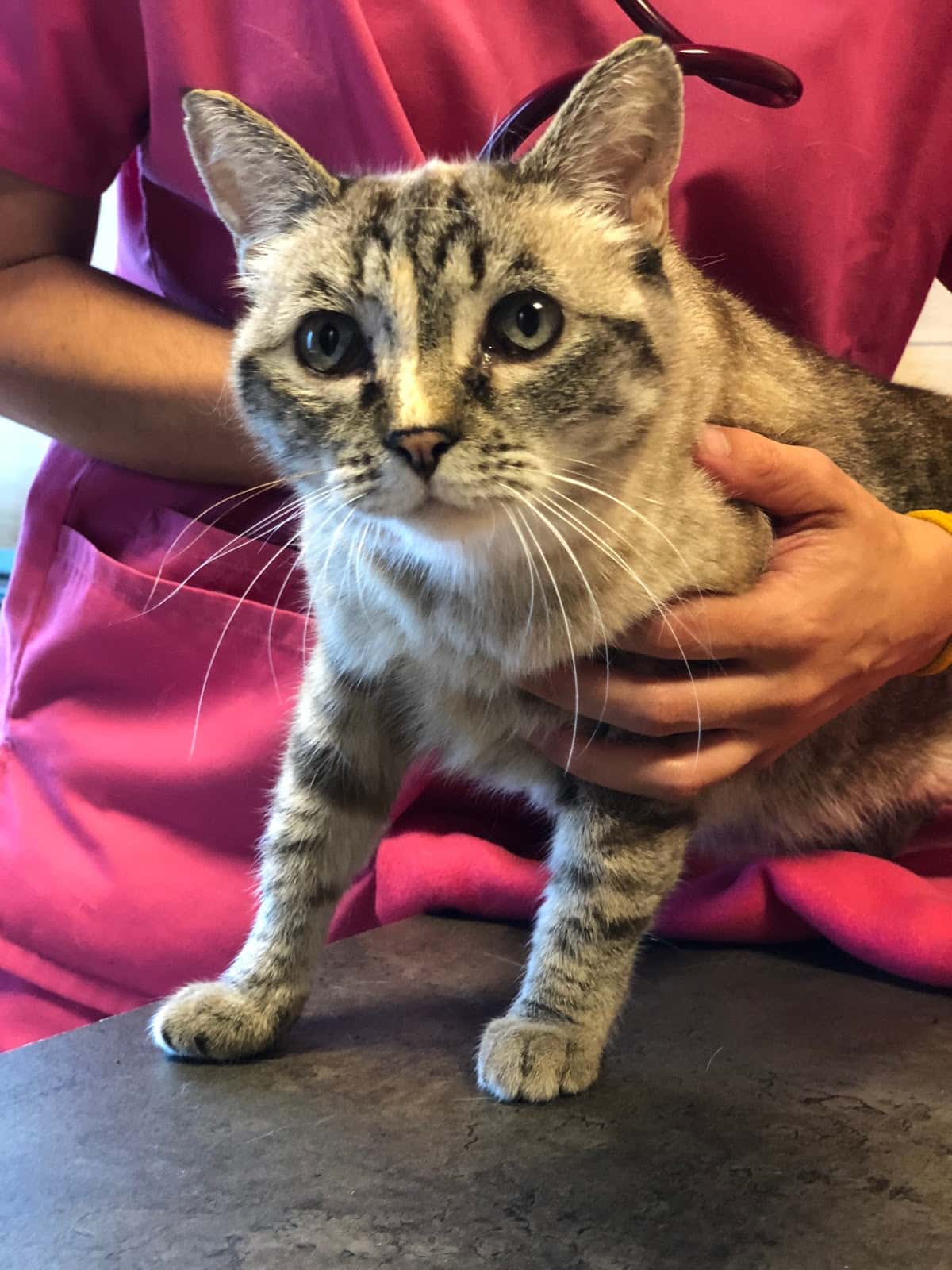 Centro Felino Cantabria (Urgencias 722614410)