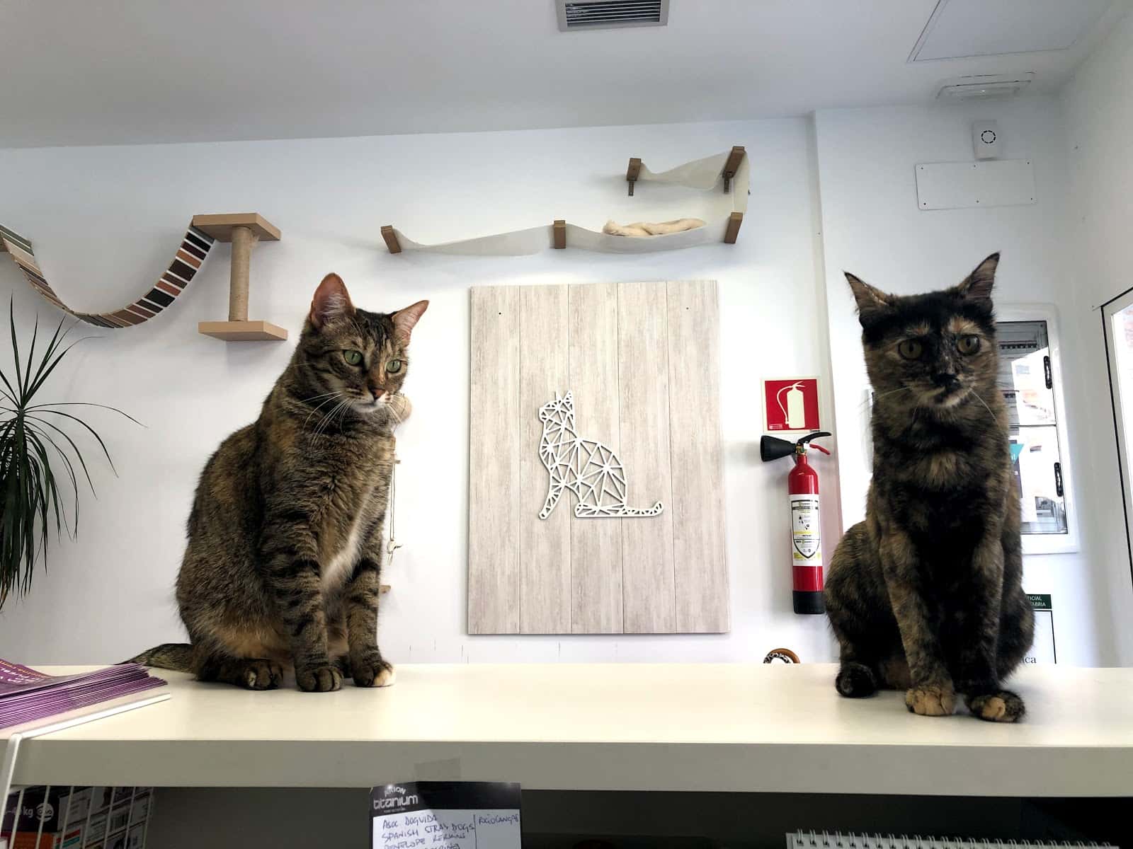 Clínica Veterinaria Babieca