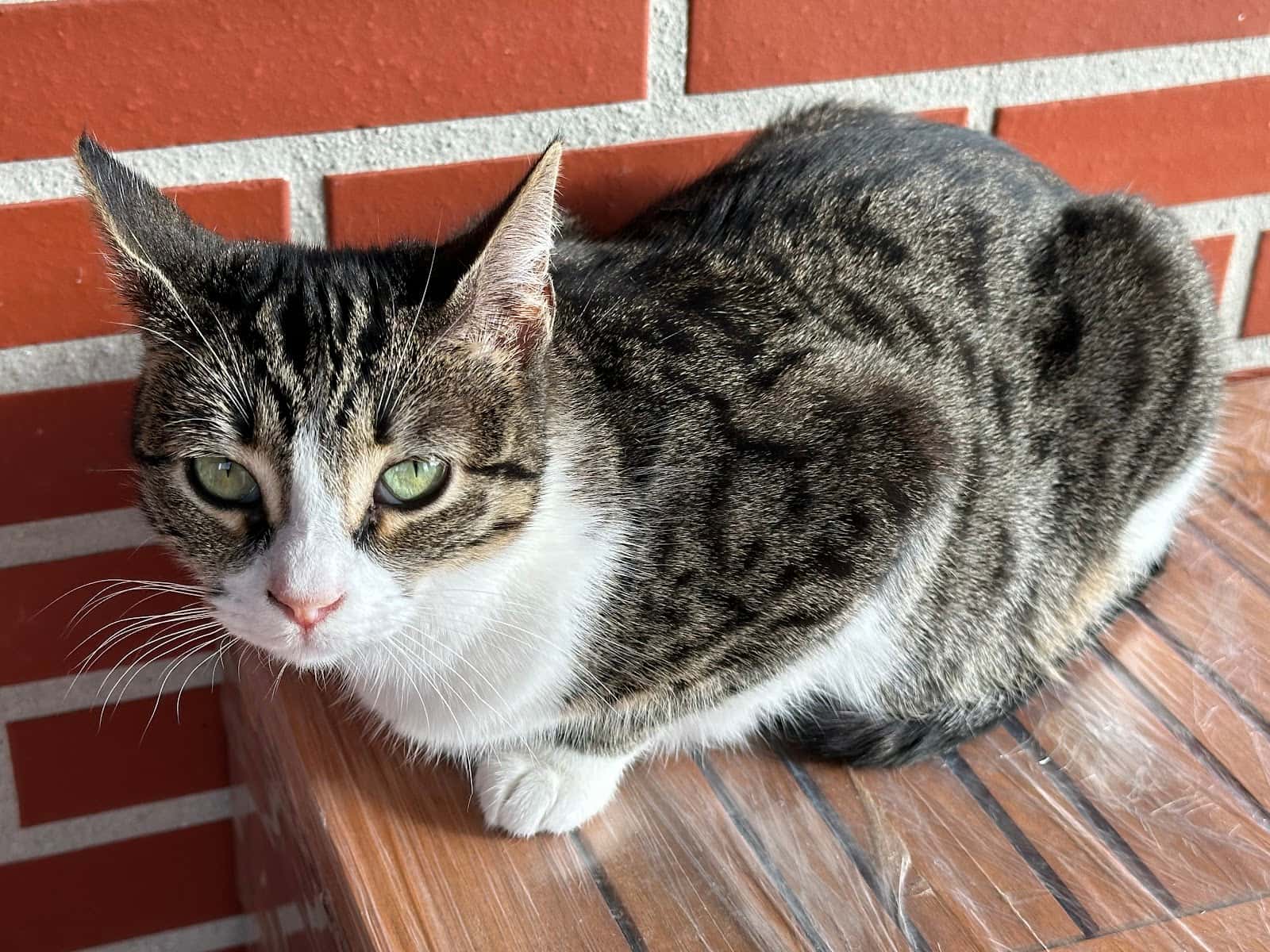 Clínica Veterinaria Colindres