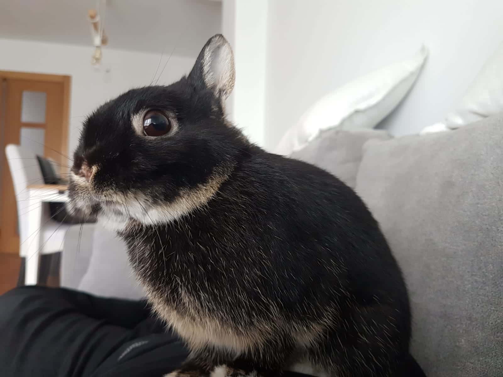 Clínica Veterinaria Colindres