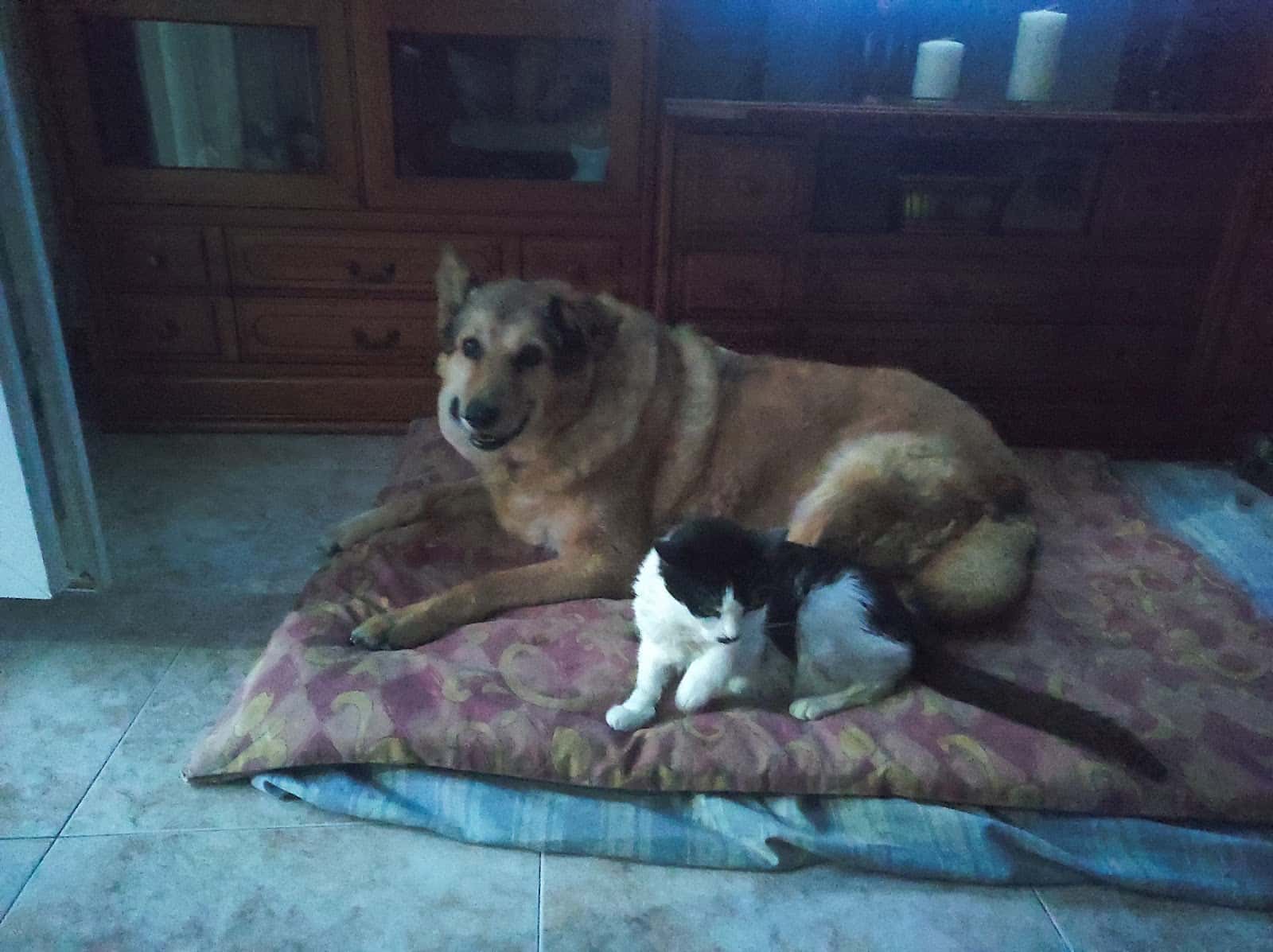 De Cuatro Patas
