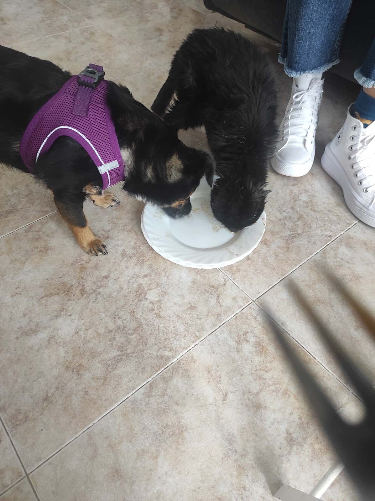 de cuatro patas veterinario centro en santona en cantabria principalImage ADOPTA Sitios Pet Friendly