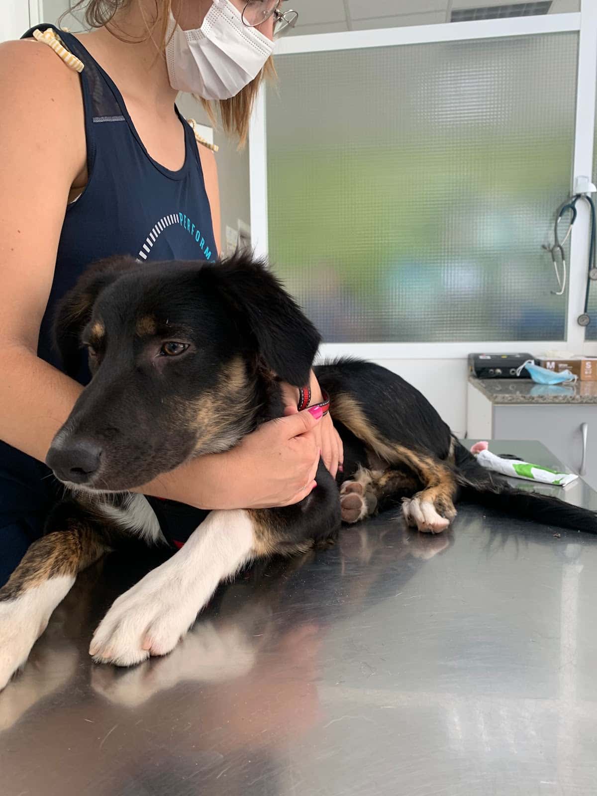 Clinica Veterinaria Noja