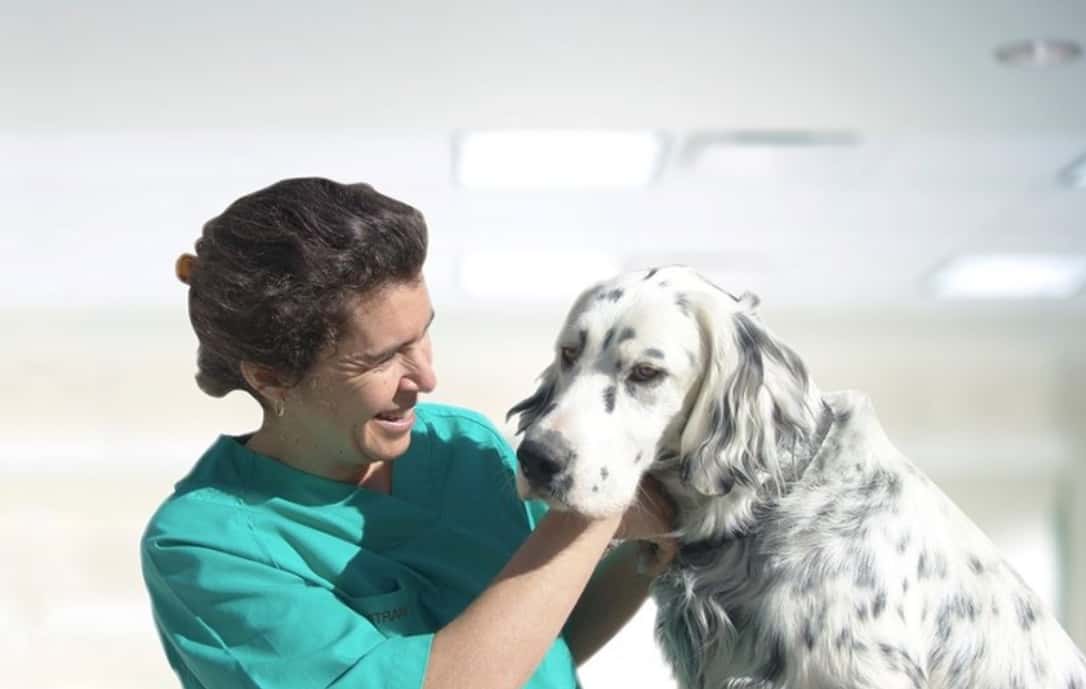 centro veterinario ana martin veterinario centro en quintana de toranzo en cantabria principalImage ADOPTA Sitios Pet Friendly