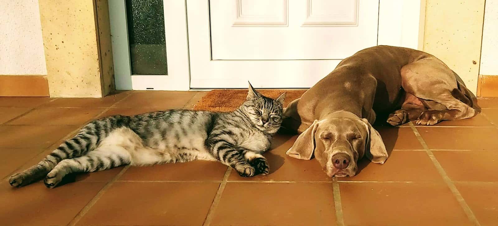 La Clínica de Marta - Centro Veterinario Argoños