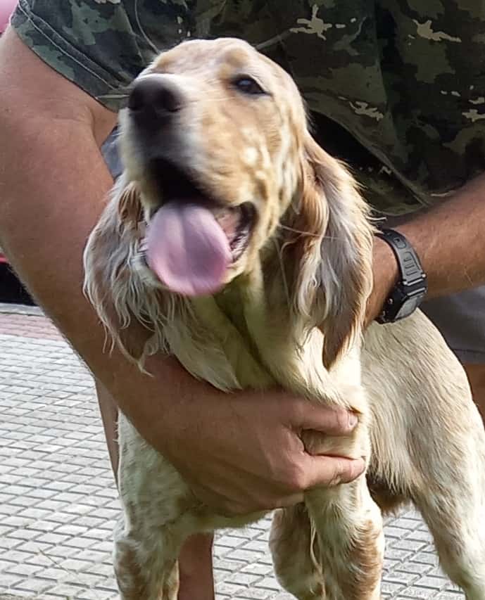 VETERINARIA LA BARQUERA DE COMILLAS