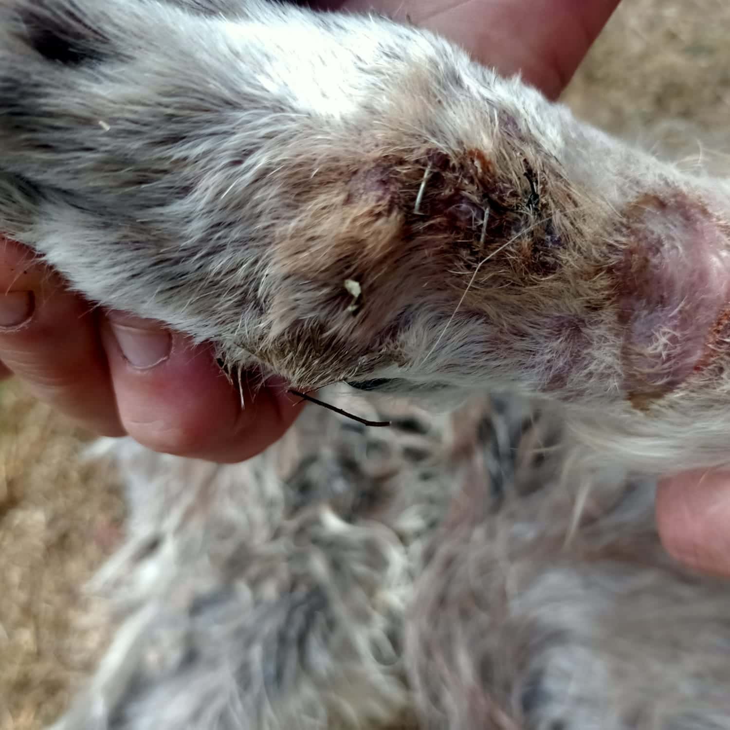 VETERINARIA LA BARQUERA DE COMILLAS