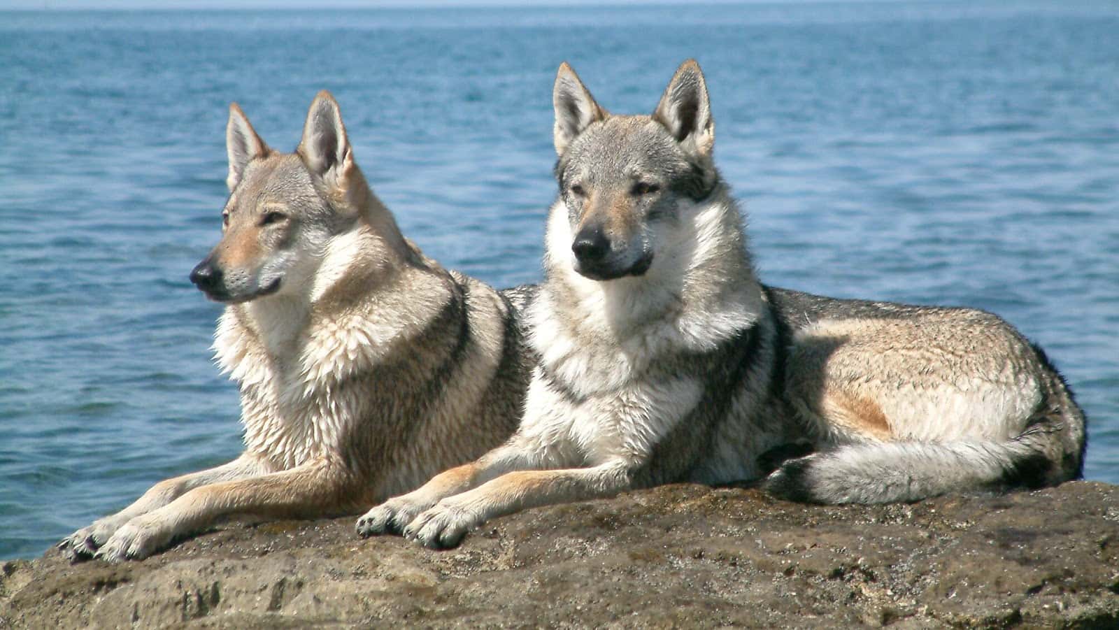 Clinica Veterinaria SANIA