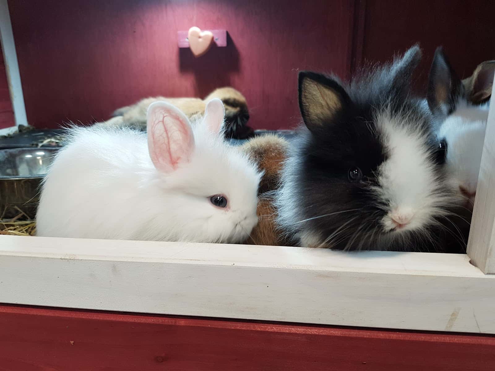Clínica Veterinaria Los Reyes de Casa