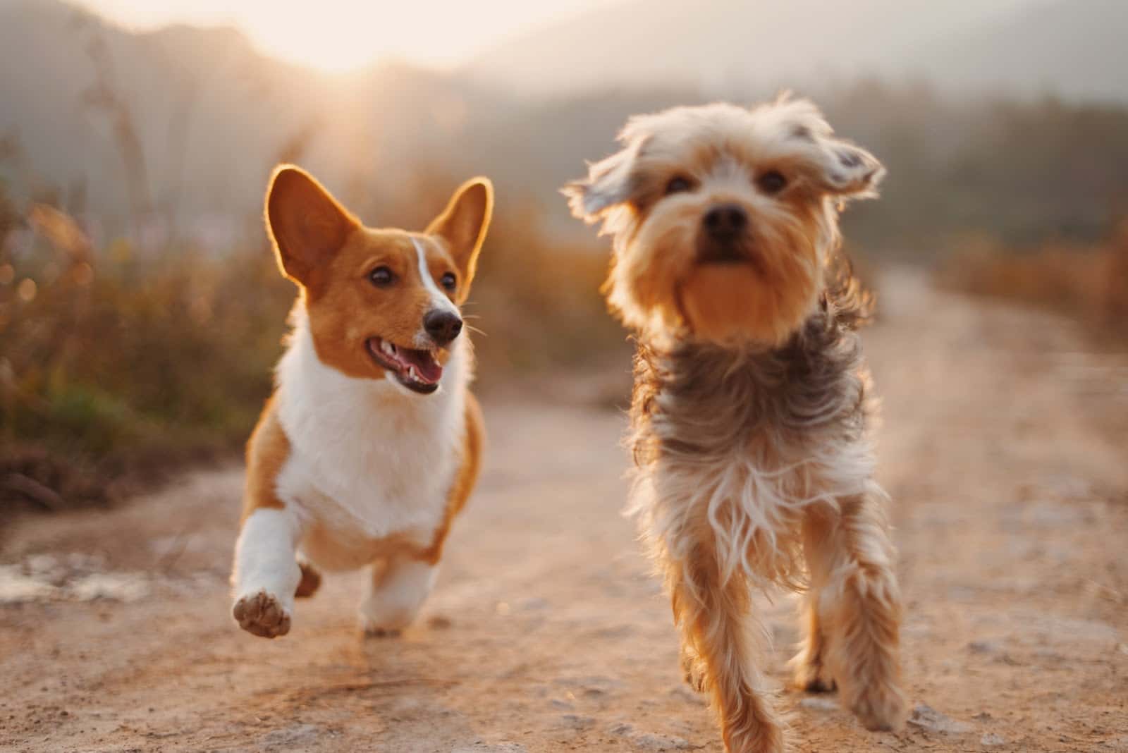 Clínica veterinaria El Parque