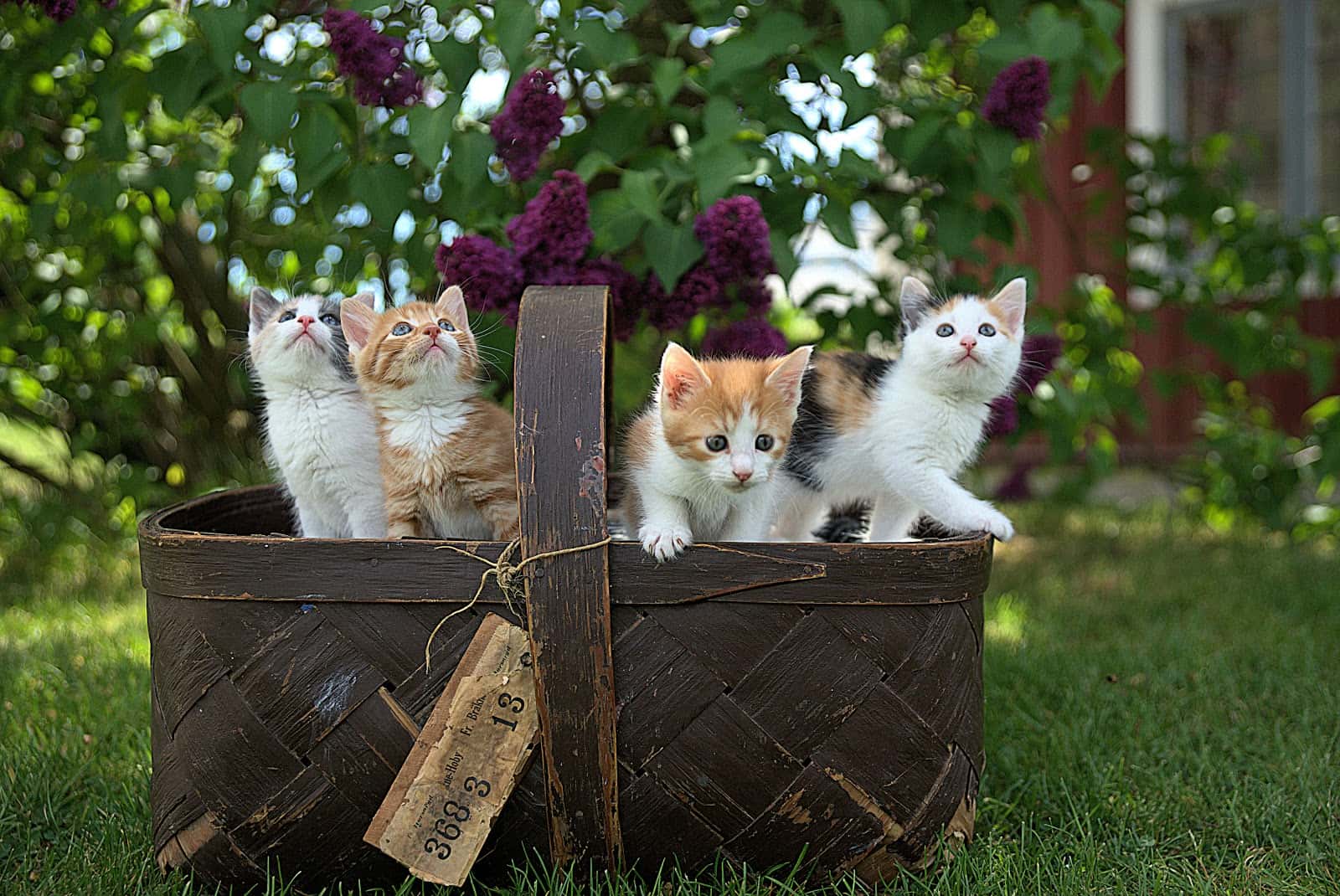 Clínica veterinaria El Parque