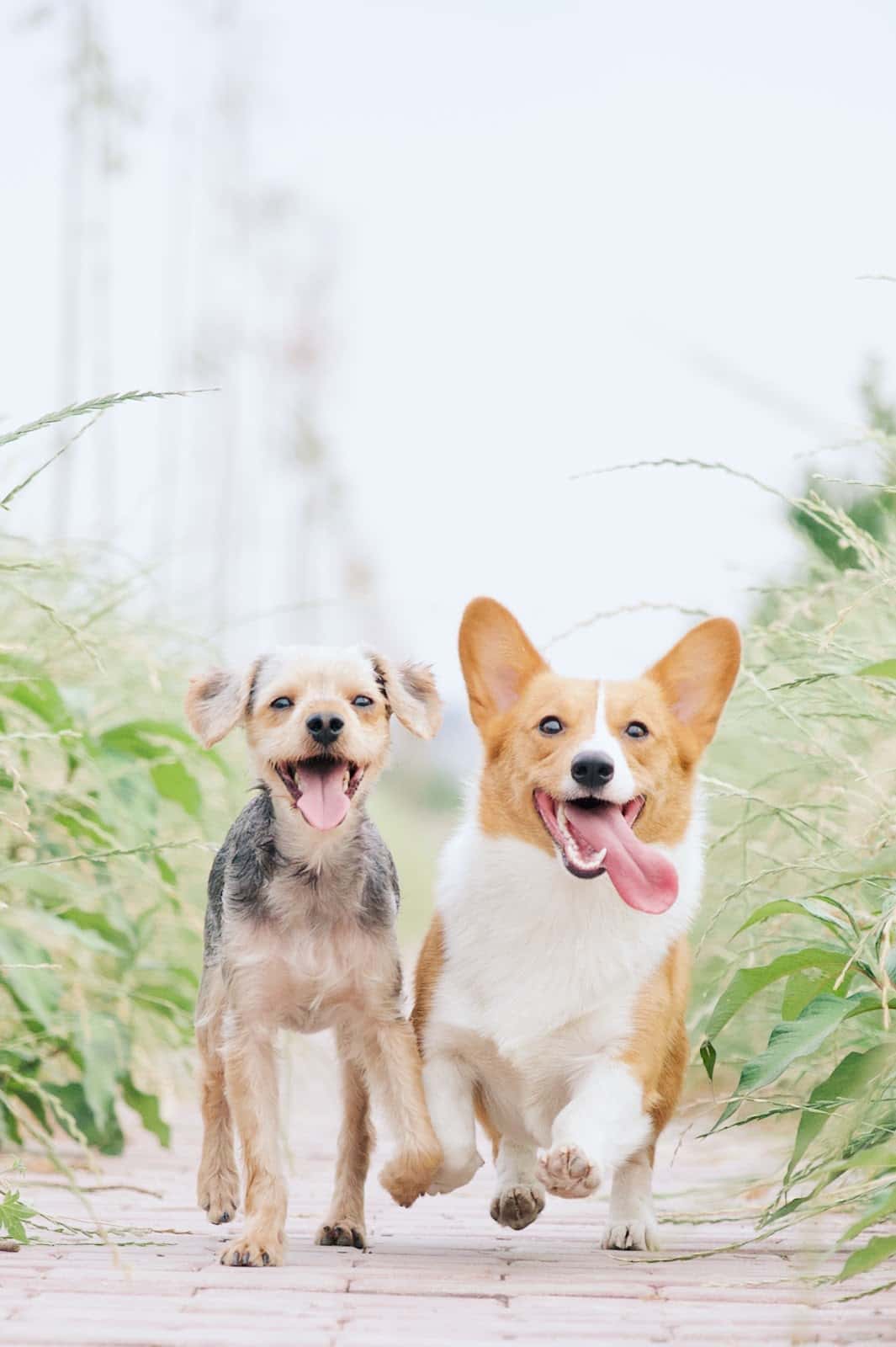 Clínica veterinaria El Parque