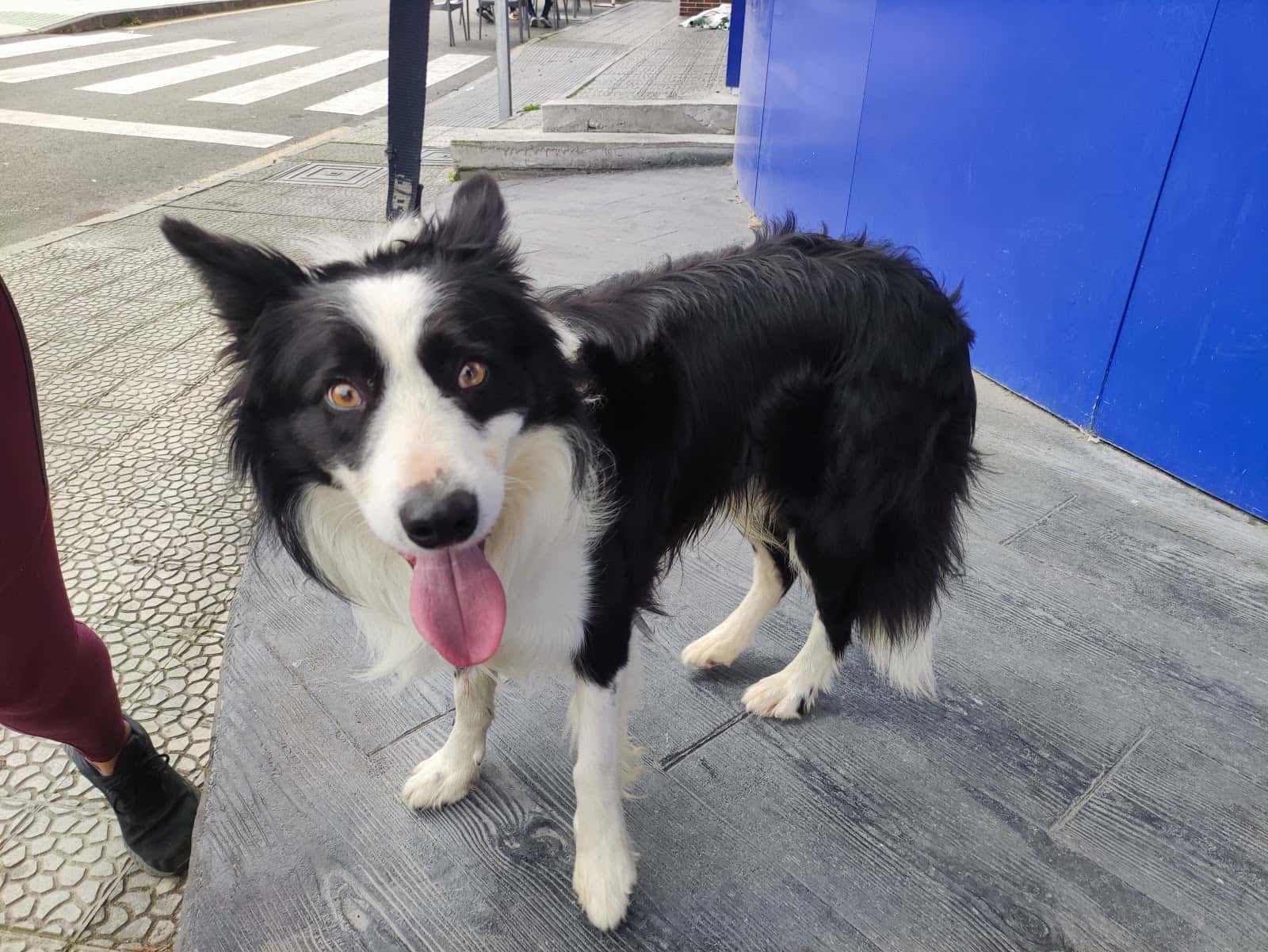 Clínica Veterinaria Canvet