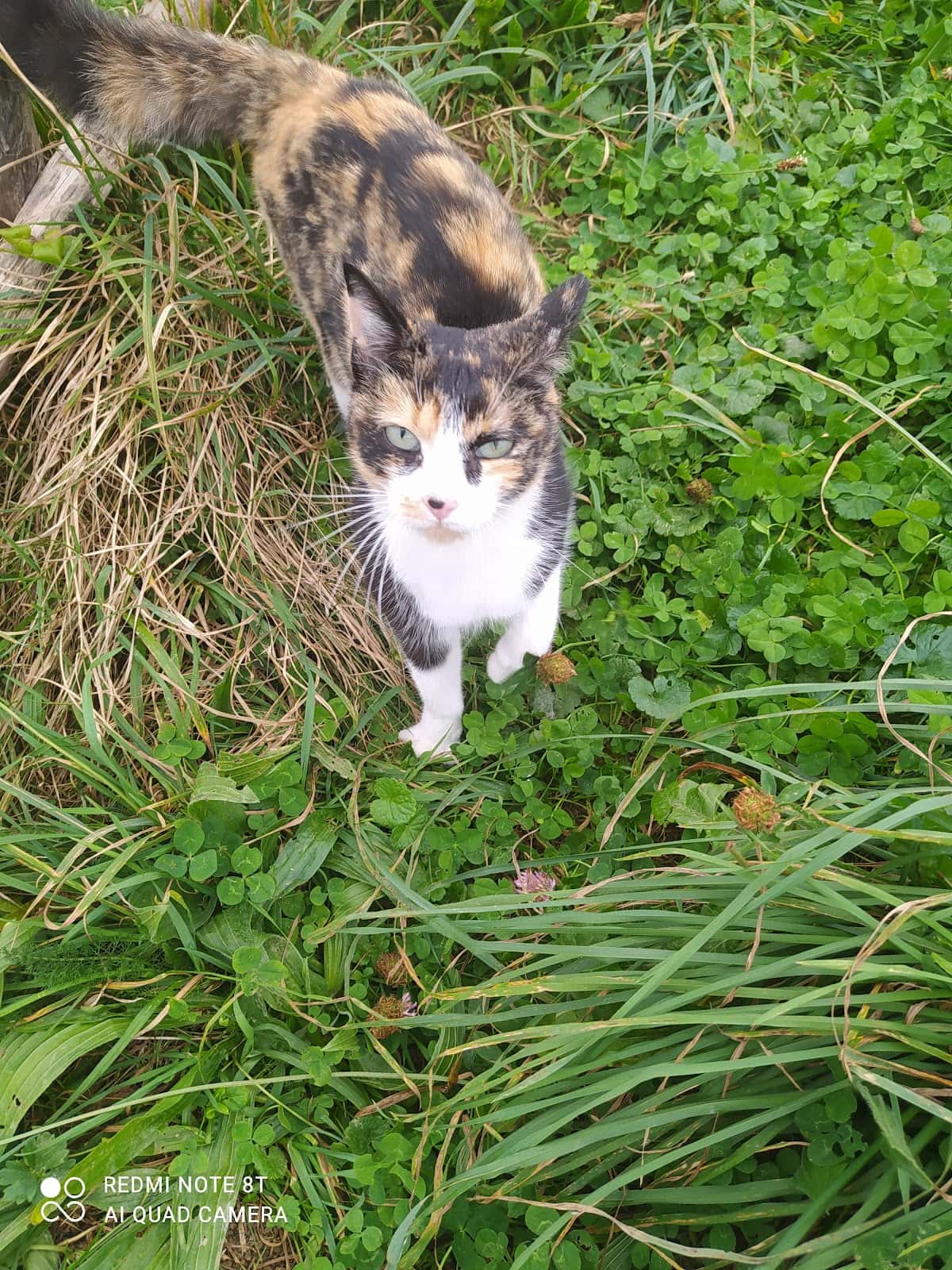 Clínica Veterinaria Anjana