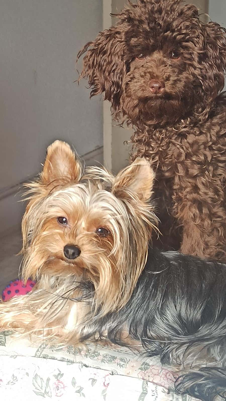 Clínica Veterinaria Anjana