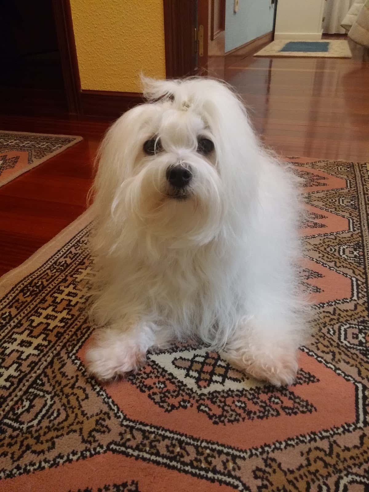 Clínica Veterinaria Anjana