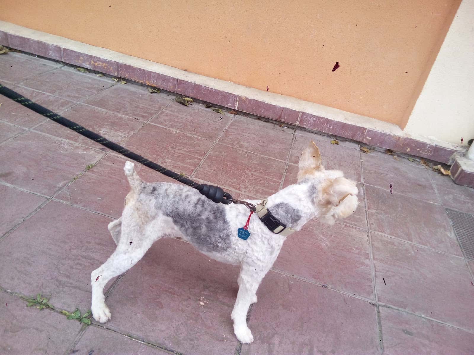 Clínica Veterinaria Anjana