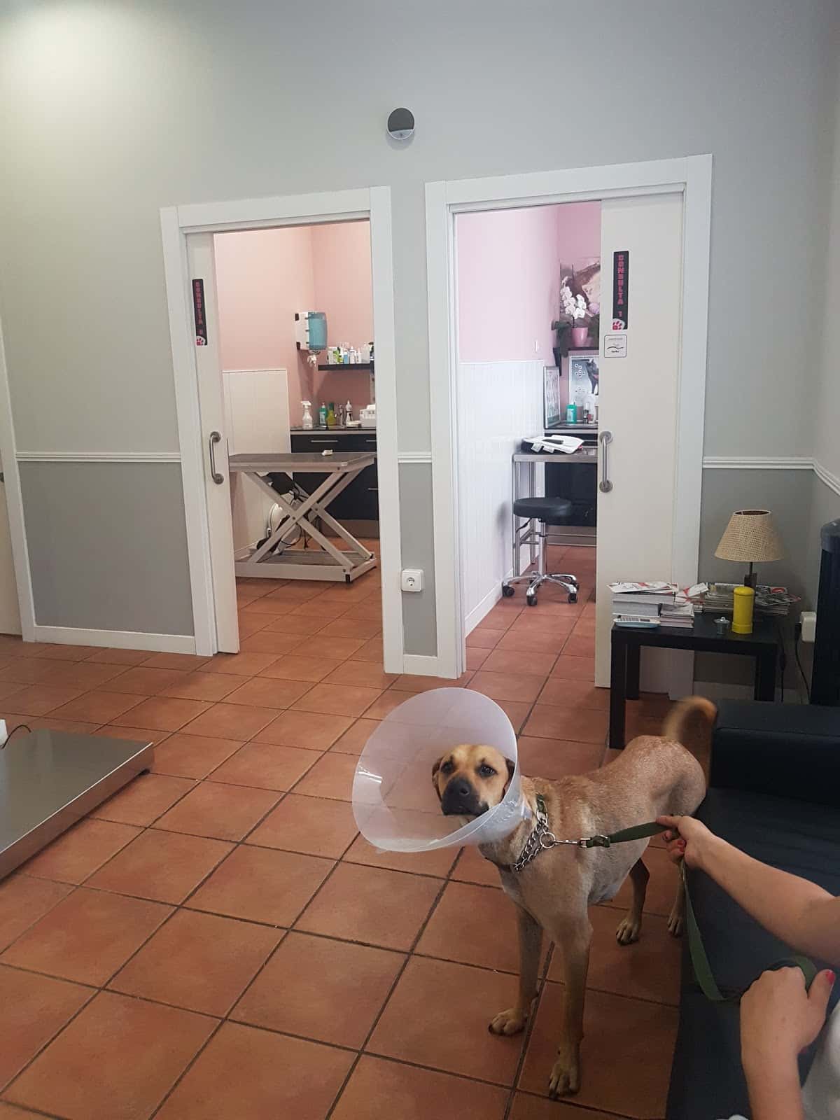 Clínica Veterinaria +kota