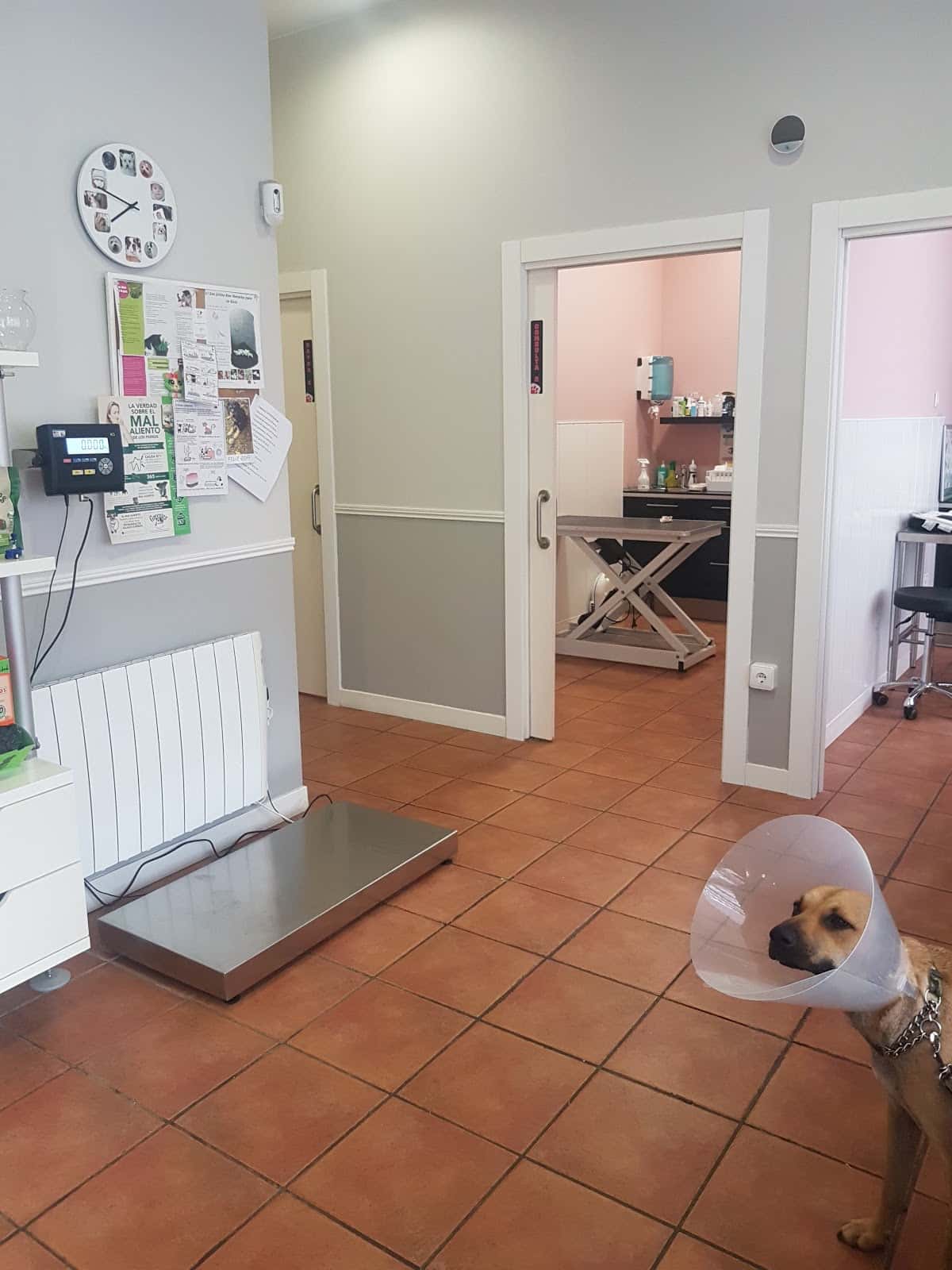 clinica veterinaria kota veterinario clinica en castro urdiales en cantabria principalImage ADOPTA Sitios Pet Friendly