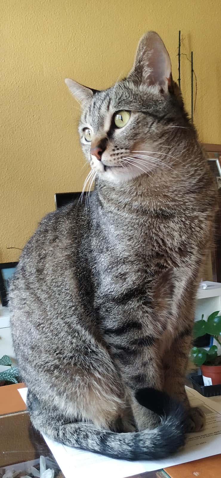 Clínica veterinaria Gonzalo Aja