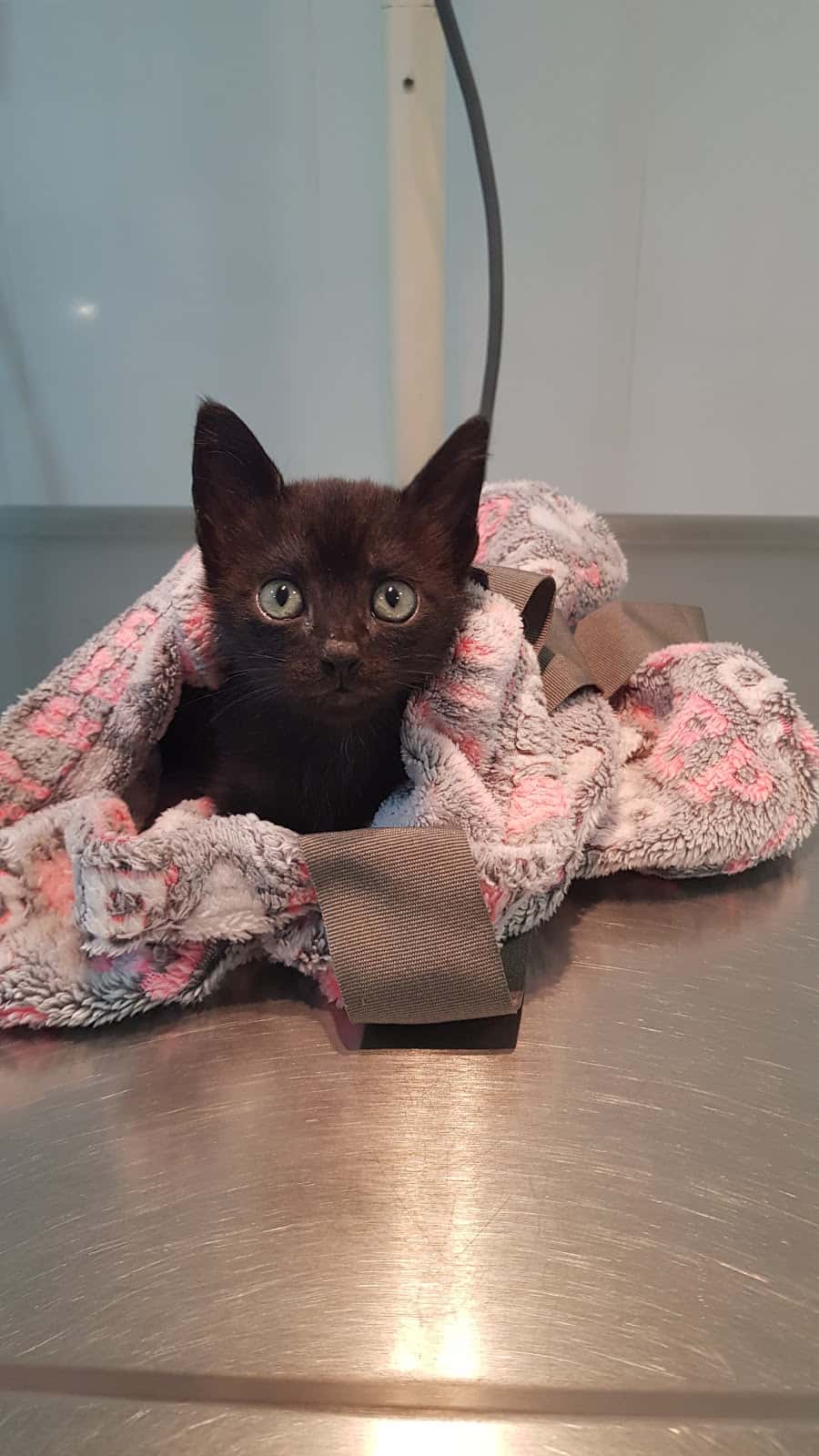 Clínica veterinaria Gonzalo Aja