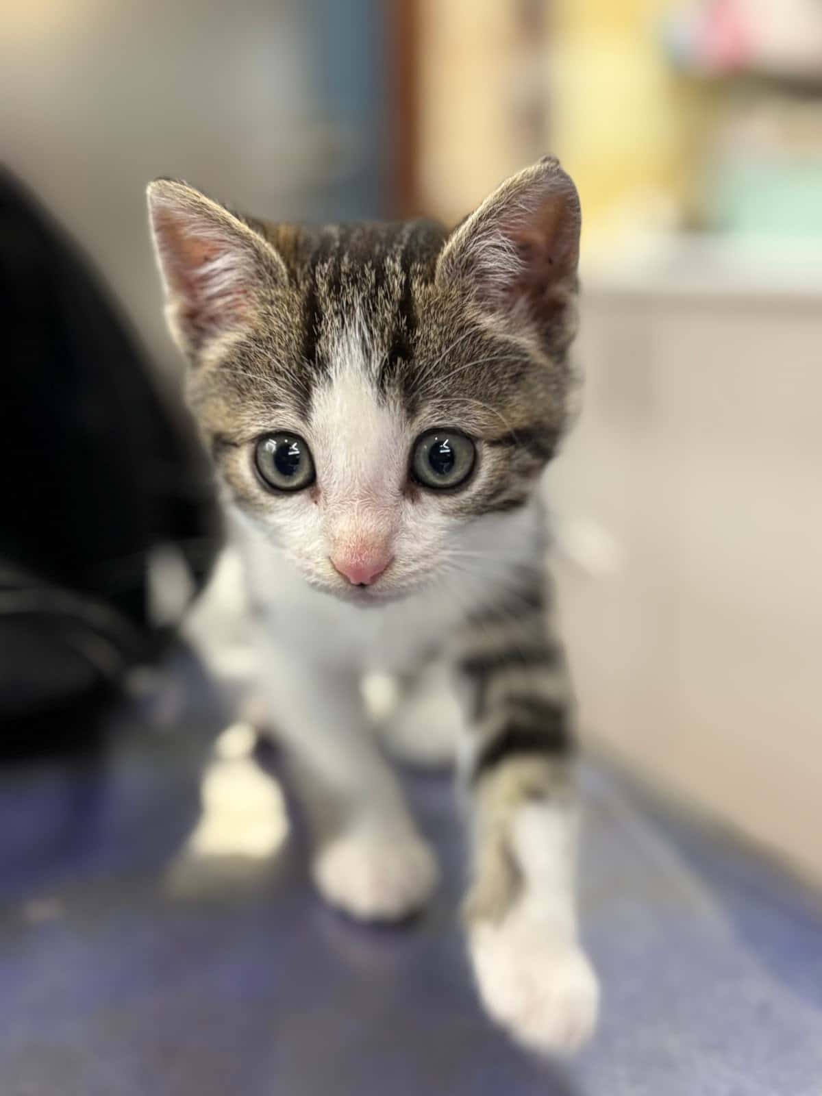 Clínica Veterinaria Casares