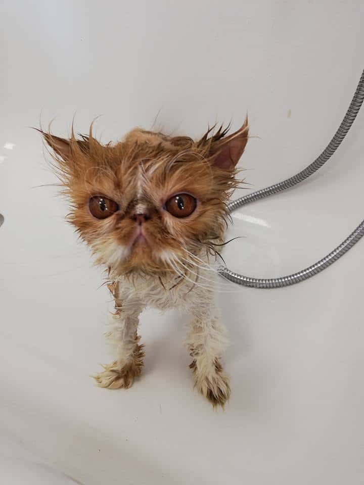 Boovet Clínica Veterinaria